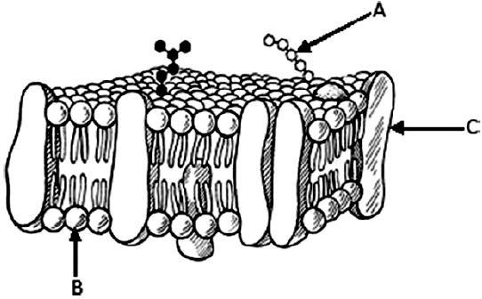 c) (1) região hidrofóbica; (2) aminoácidos; (3) proteína multipasso. d) (1) proteína de membrana; (2) fosfolipídios; (3) glicídio. e) (1) colesterol; (2) aminoácidos; (3) proteína transmembranar.