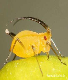 espécies fitófagas, ou seja, alimentam-se exclusivamente da seiva dos vegetais e também da ordem díptera. A B C D FIGURA 1: Principais insetos-pragas de viveiros florestais.
