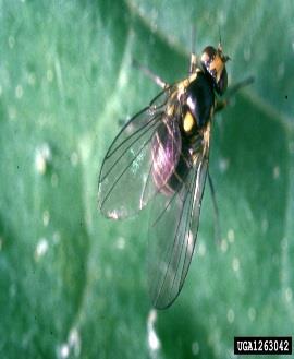 COCHONILHA (Coccus viridis e Coccus africanus) Cochonilha pertence a ordem Hemiptera e a família Coccidae, segundo COSTA et al.