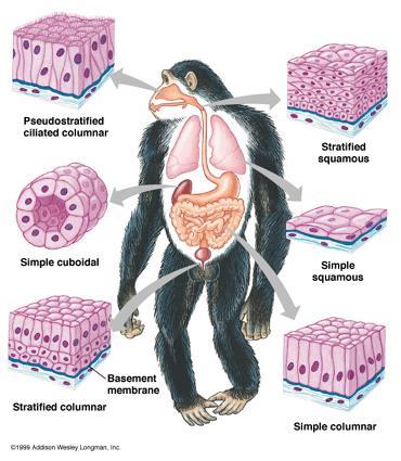 Tecidos Básicos Epitelial Conjuntivo 10 lâminas ou camadas contínuas de células fortemente unidas Muscular