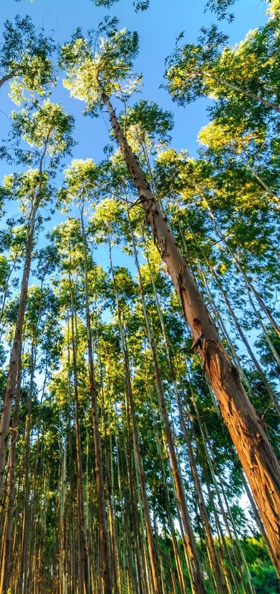 TEOR SACAROSE TOLERÂNCIA A HERBICIDAS RESISTÊNCIA A