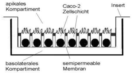 Caco-2-cell/ Transwell