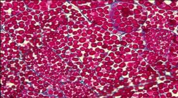 grânulos nas células do endosperma 2 Cada célula do endosperma é cercada por uma parede celular 1