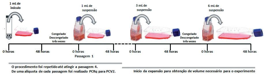 Circovírus suíno 2b: isolamento e taxa de mutação em linhagem de célula de macrófagos (J744) e suspensas em meio RPMI, sendo, posteriormente, transferidas para garrafas de 25 ml ou 75 cm 2 (Corning,