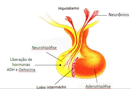 2) Hormona Anti-Diurético O ADH estimula os rins a reter mais água, diminuindo o volume de urina. Exemplo: em Homens na sua ausência produziria 20 litros de urina/dia.