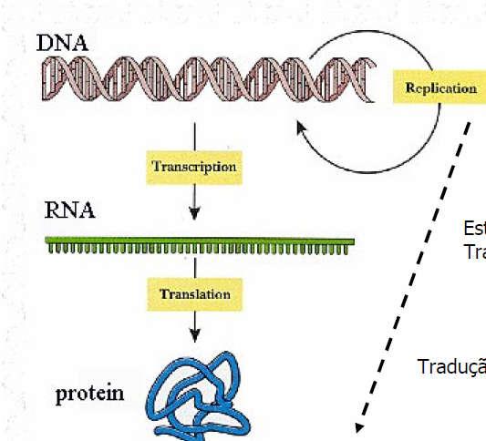 O dogma central da Biologia Molecular Gene - Sequência de nucleotídios 4 Bases (A, T, C, G)