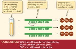 Experimentos de Nirenberg & Matthaei Sistema de síntese protéica in vitro (ribossomos,trnas, enzimas, 20 aminoácidos) RNAs sintéticos