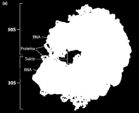 subunidade de rrna + proteínas ribossomais.