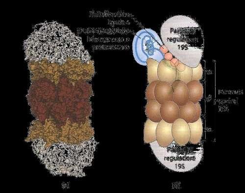 Degradação de proteínas Evita o acúmulo de proteínas