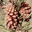 2 Semente proveniente de cones, cápsulas, gálbulas ou similares Exemplos Frutos dos géneros: