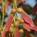 semente de Quercus rubra e de Quercus coccinea (ambas, espécies