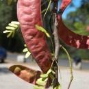 Ceratonia, Gleditsia Catalpa Cercis Ceratonia Gleditsia Os frutos colhidos