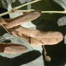 A semente de Laurus, de Ligustrum e de Viburnum, apenas se espalha para secar ligeiramente a
