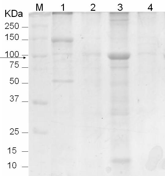 Ootani, M. A. et al. 40 cristal, sendo caracterizada com Bacillus cereus (Tabela 1). Monerrat et al. (2001) observou que um dos processos de diferenças entre B. thuringiensis e B.