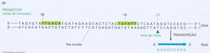 Estrutura de gene Promotores de procariotos Regiões