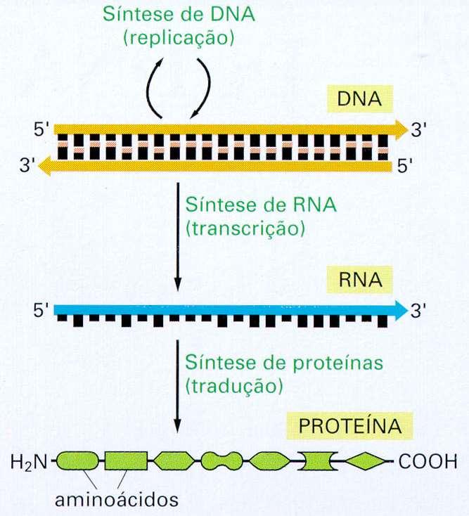 Do DNA à