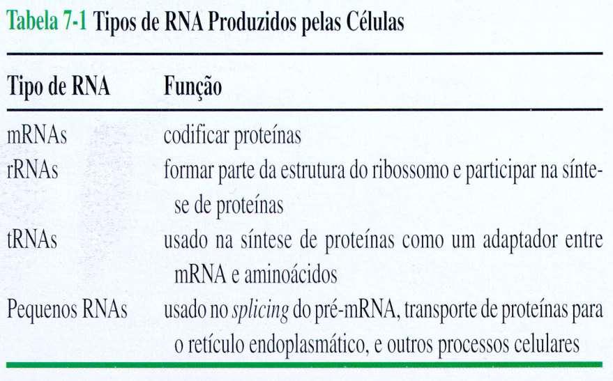 - RNAs nucleares pequenos (snrna): processamento do pré-rnam - RNAs citoplasmáticos pequenos
