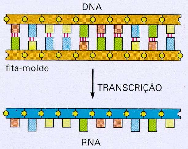 Transcrição: produz um RNA