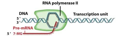 RNAs dos eucariotos são processados no núcleo: -adição