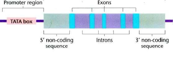 Gene eucarioto - RNAm -ÍNTRONS: sequências intercalares -ÉXONS: sequências expressas Gene humano DMD