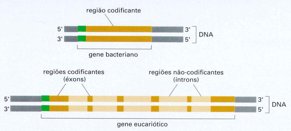 RNAs mensageiros