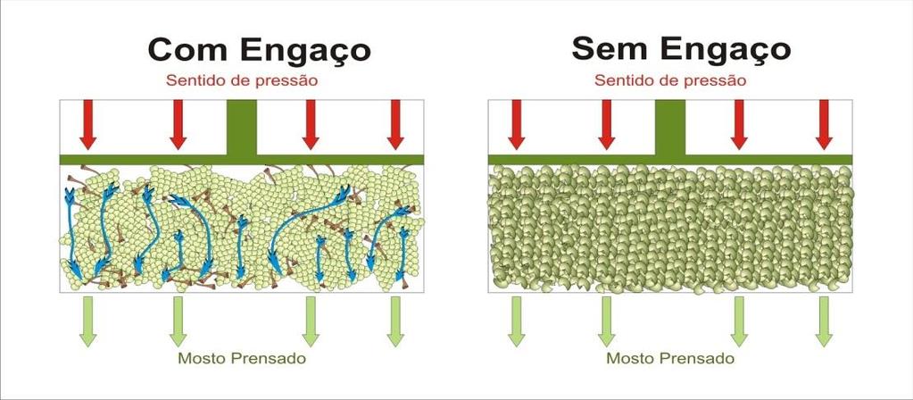 DESMONTAGEM E DESBORRA UVAS BRANCAS Consiste na separação dos