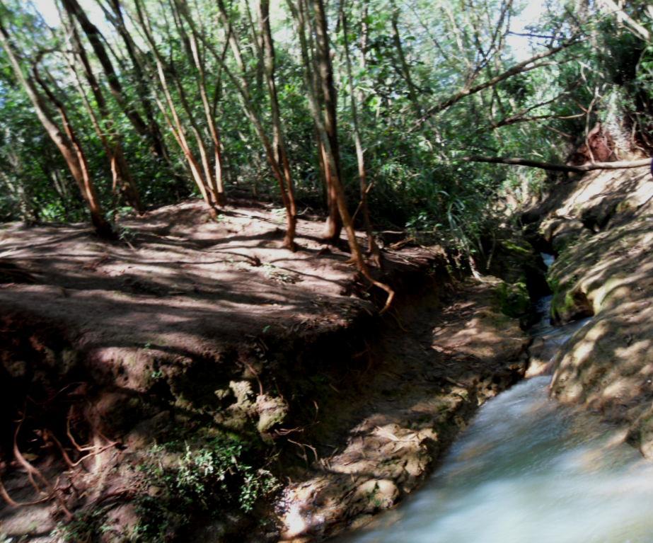 Desta forma ocorrendo o escoamento superficial levando toda a matéria orgânica, bem como os sedimentos diretos ao rio causando o aumentando do assoreamento da margem, como mostra a (foto 02).