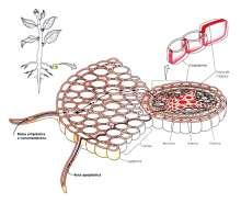 Conceitos Conceitos Apoplasto: sistema contínuo de paredes celulares e espaços intercelulares nos tecidos vegetais Simplasto: rede de citoplasmas celulares interconectados por plasmodesmas.