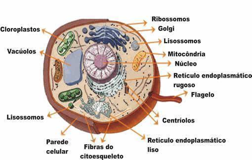 Organelas celulares As organelas celulares são estruturas mergulhadas no citosol, encontradas no citoplasma das células eucariontes.