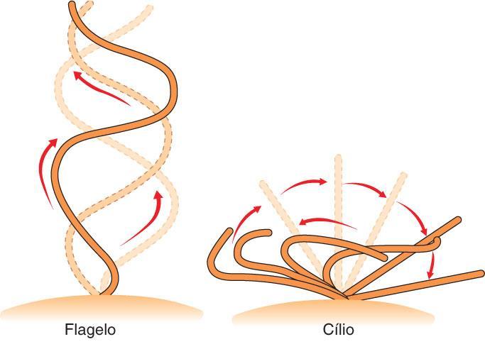 tubulina + dineína cílios e flagelos