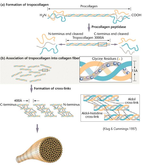 Proteínas fibrosas Colágeno polimerização em diferentes graus resistência mecânica a