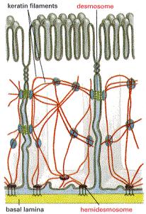 Filamentos intermediários Tipos queratinas