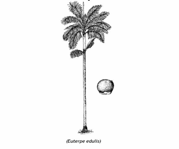 2 Palmeira Juçara, Palmiteiro, Ripa Nome científico: Euterpe edulis Família Arecaceae Características Gerais: Palmeira ornamental de caule estreito, reto e alongado, com altura entre 7 e 18 m.