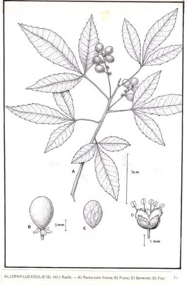 7 Cerejeira - do mato - Eugenia involucrata Fam. Myrtaceae Espécie rústica, muito ornamental que proporciona boa sombra.