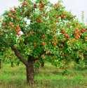 Macieira Devido ao seu alto teor de potássio e pela capacidade de produzir boas qualidades de fibras, a maçã é fruta indicada
