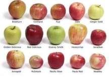 Características da macieira e variedades No mundo as principais são: Apesar das inúmeras variedades de maçã existentes, uma mesma árvore pode fornecer frutos com diferentes aproveitamentos, de acordo