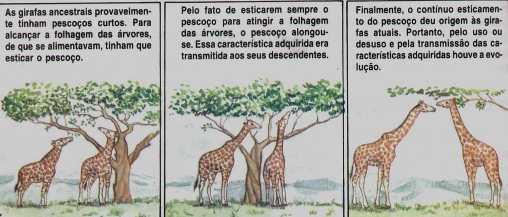 Lamarck (1744-1829) EVOLUCIONISMO Motor da Evolução: Ambiente Unidade Evolutiva: Indivíduo