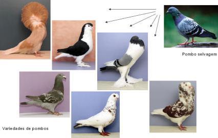 DADOS SOBRE SELEÇÃO ARTIFICIAL Darwin era criador de pombos e apercebeu-se que, como criador, era possível fazer cruzamentos controlados, de forma a selecionar caraterísticas desejadas e obter