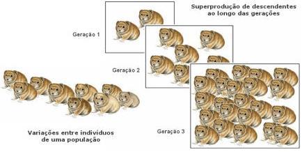 DARWINISMO: PRINCÍPIOS Numa população há variedade entre