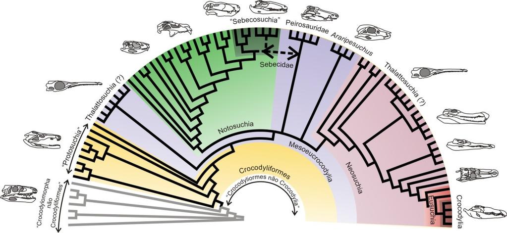 Crocodyliformes não Crocodylia (números atualizados de Bronzati et al. 2012) e consensos pontuais podem ser identificados. Figura 1.