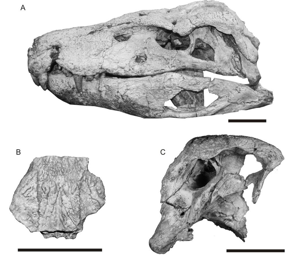 Uberabasuchus terrificus, Montealtosuchus arrudacamposi (Figura 6 B) e Pepesuchus deiseae foram descritos e incluídos em Peirosauridae, sendo Hamadasuchus e Gasparinisuchus reanalisado com base em