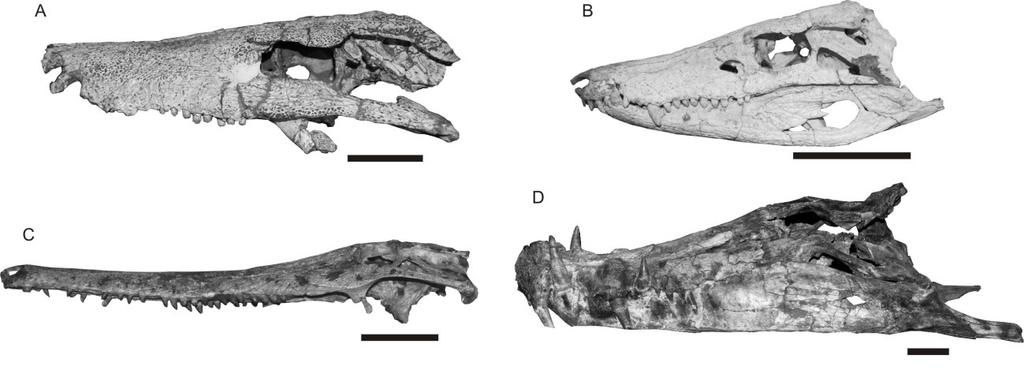 Trematochampsidae foi proposto englobando apenas Trematochampsa taqueti (Buffetaut 1974) do Cretáceo Superior do Níger.