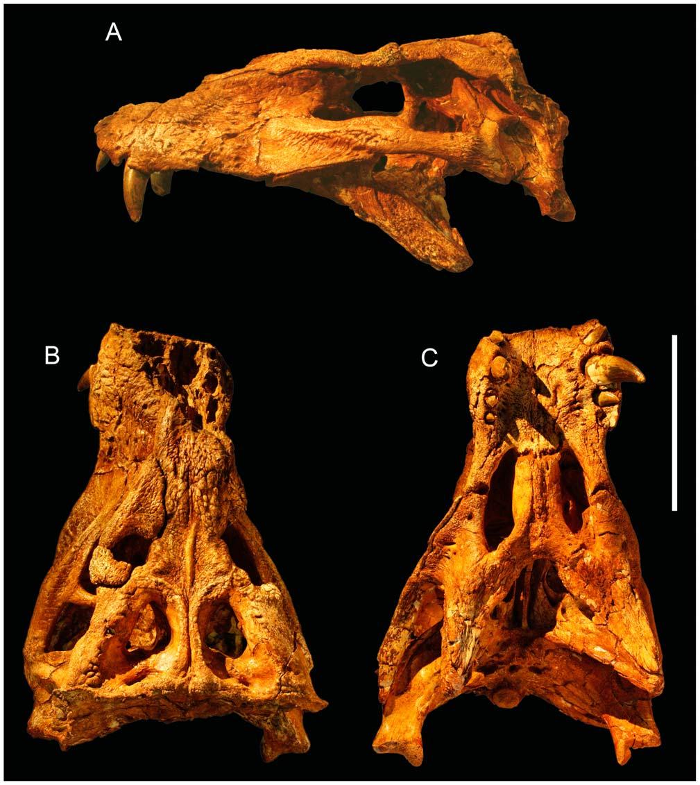A New Baurusuchid from Brazil Figure 3. Skull of the baurusuchid Pissarrachampsa sera (LPRP/USP 0019, holotype). A) lateral; B) dorsal; C) ventral views.