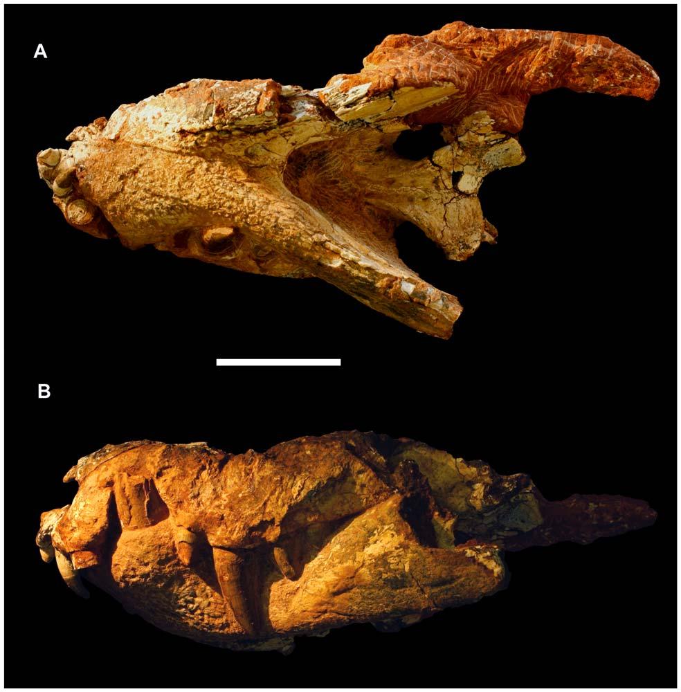A New Baurusuchid from Brazil Figure 6. Skull of the referred specimen of Pissarrachampsa sera (LPRP/USP 0018). A) ventral; B) lateral (mirrored) views. Scale bar equals 5 cm. doi:10.1371/journal.