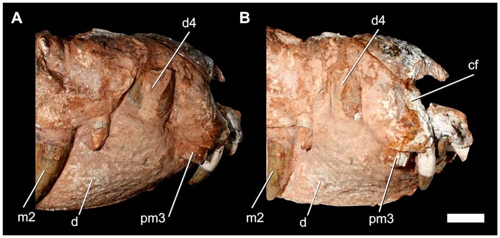 A New Baurusuchid from Brazil Figure 7. Drawing of the skull of the referred specimen of Pissarrachampsa sera (LPRP/USP 0018). A) ventral; B) lateral (mirrored).