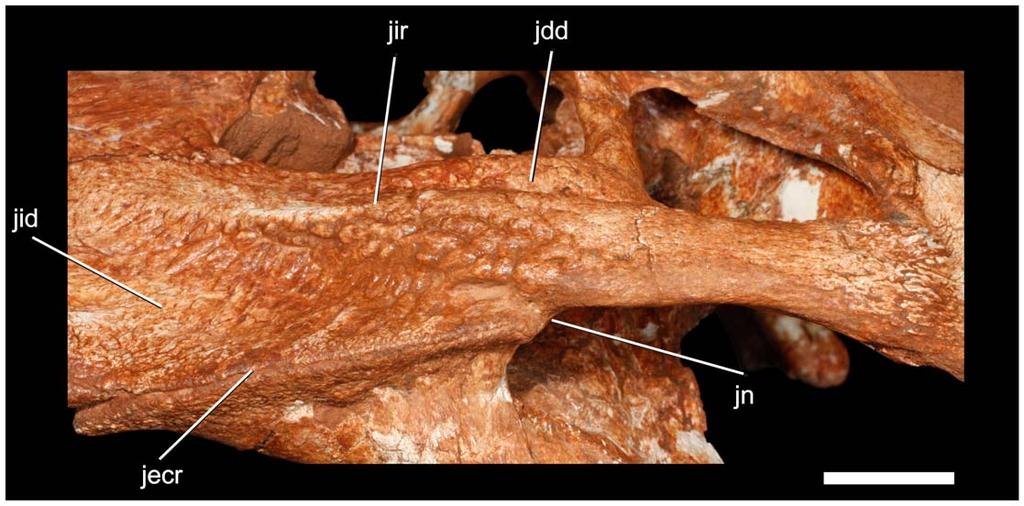 g009 depression occurs ventral to the ridge. Indeed, the ridge is a combination of a lateral hypertrophy of the jugal and the occurrence of shallow depressions dorsal and ventral to it.