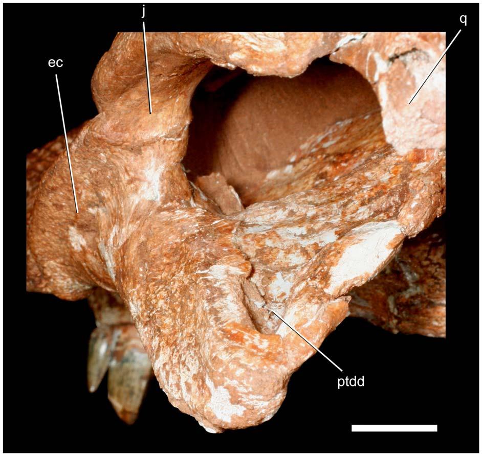 A New Baurusuchid from Brazil Figure 13. Details of the dorsal surface of the left pterygoid wing of Pissarrachampsa sera (LPRP/USP 0019). Image taken from posteroventral view. Scale bar equals 1 cm.