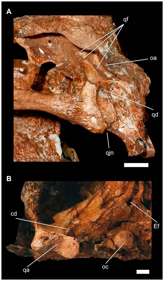 A New Baurusuchid from Brazil Figure 14. Details of the left posterolateral region of the cranium of Pissarrachampsa sera (LPRP/USP 0019). A) lateral view; B) ventral view.