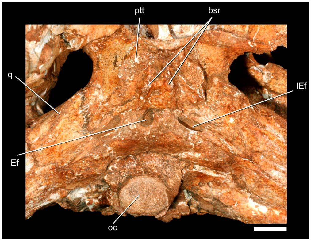 A New Baurusuchid from Brazil Figure 15. Details of the ventral portion of neurocranium of Pissarrachampsa sera (LPRP/USP 0019). Abbreviations: bsr, basisphenoid ridges; ptt, pterygoid tuberosity.