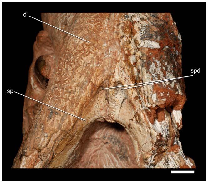 A lateral depression on the quadrate body extends onto the ventral portion of the quadratojugal-quadrate suture.